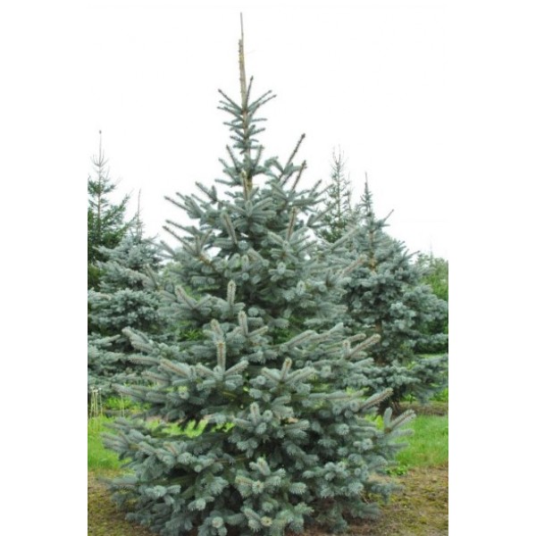 Picea pungens f. glauca (RVA) - Asā egle (sudrabegle)