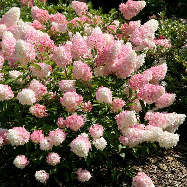 Hydrangea paniculata "Pink Lady"
