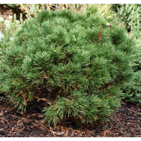 Pinus mugo 'Gnom"
