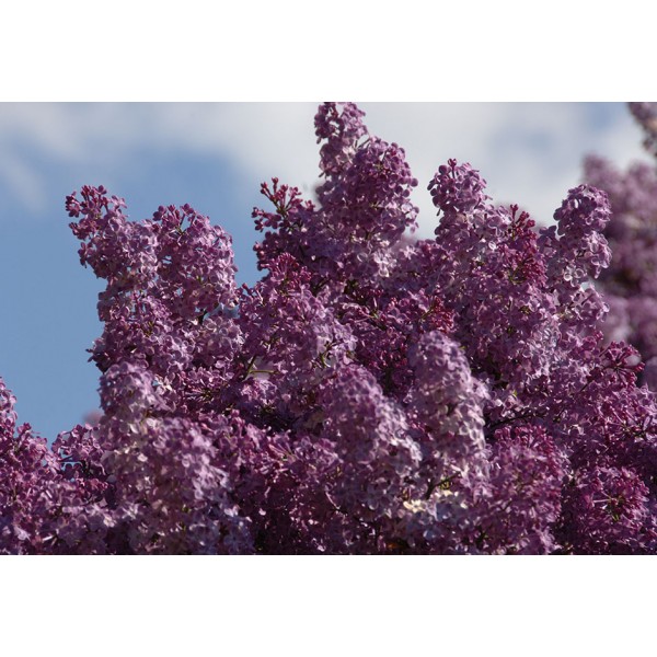 Syringa hyacinthiflora "Pocahontas"