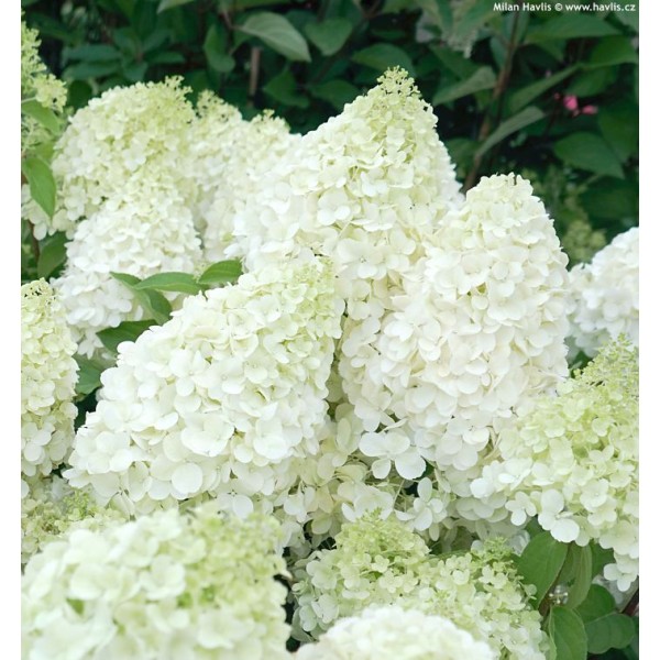 Hydrangea paniculata "Polar Bear"