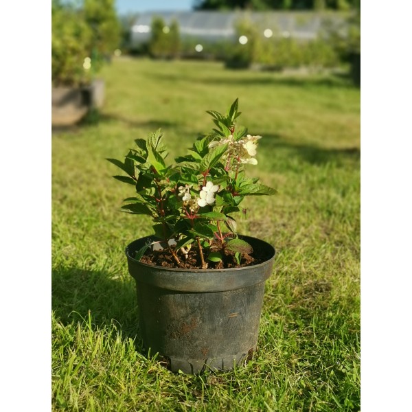 Hydrangea paniculata 'POLESTAR'