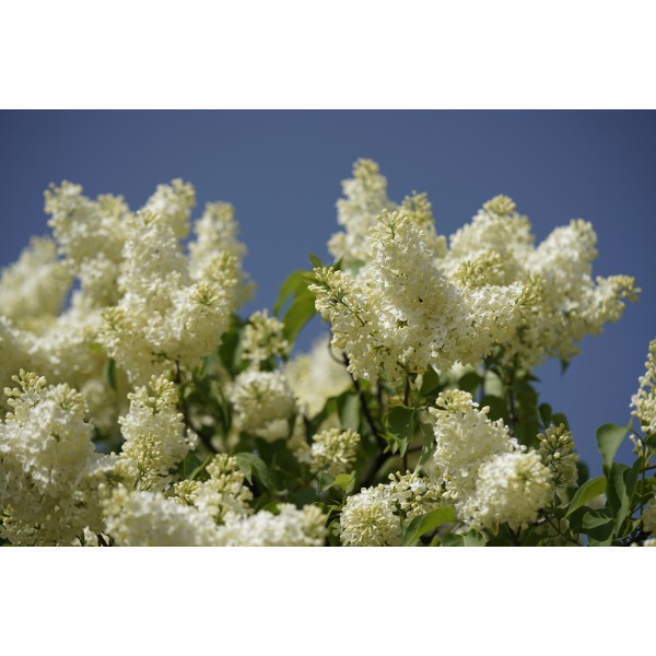 Syringa vulgaris ''Primrose'' 