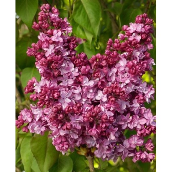 ''Prince Wolkonsky'' Syringa vulgaris ''Prince Wolkonsky'' Syringa vulgaris
