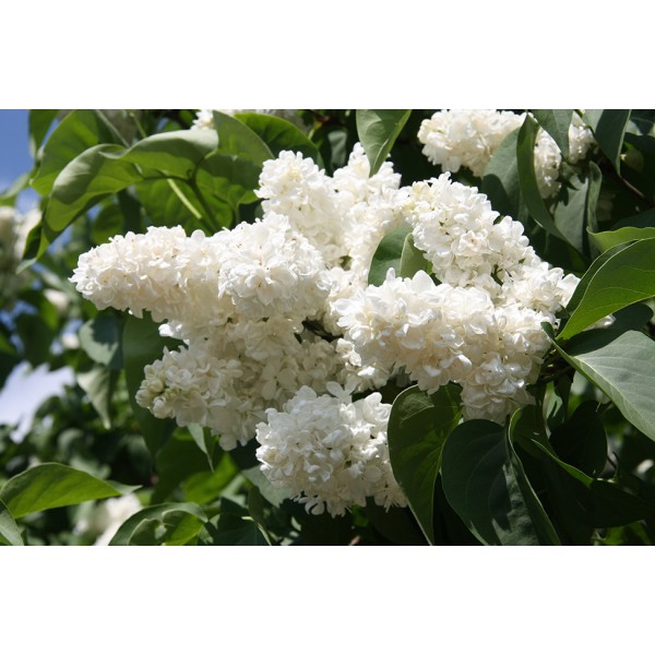 Syringa vulgaris "Princesse Clementine"