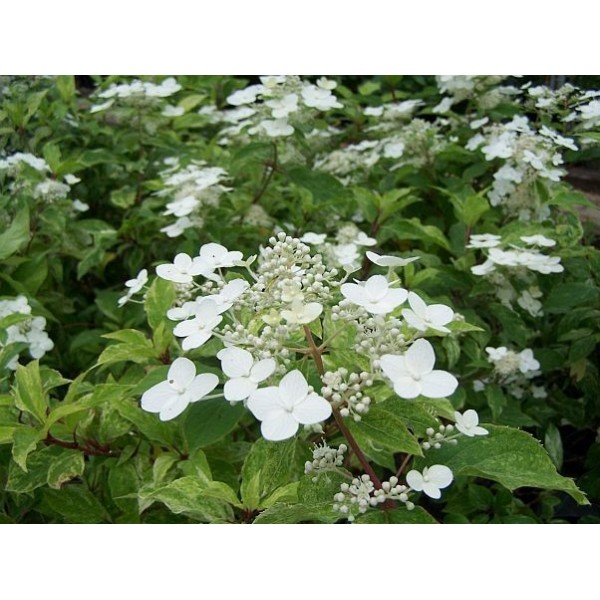 Hydrangea paniculata 'Shikoku Flash'