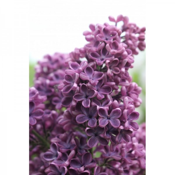 ''Sarah Sands'' Syringa vulgaris