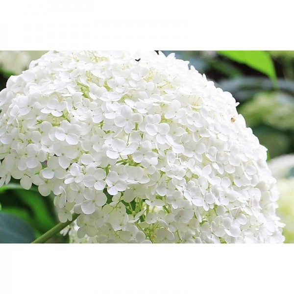 Hydrangea paniculata "Silver Dollar"