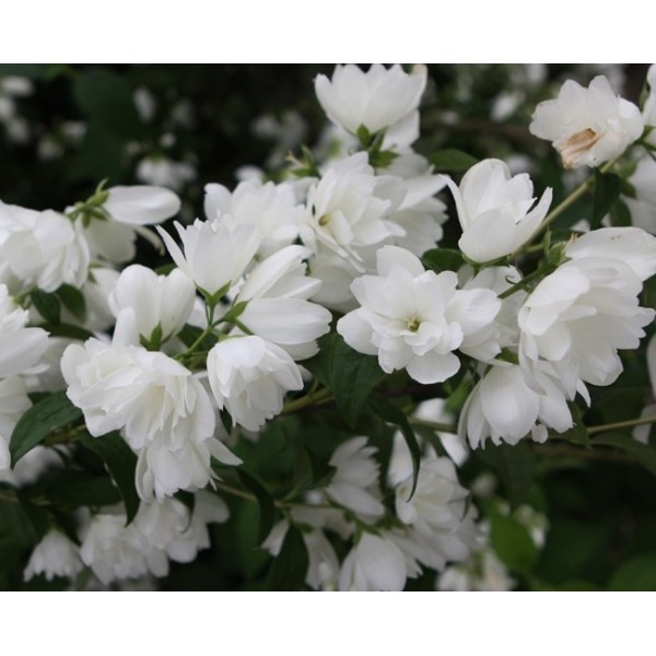 Philadelphus "Snowbelle"