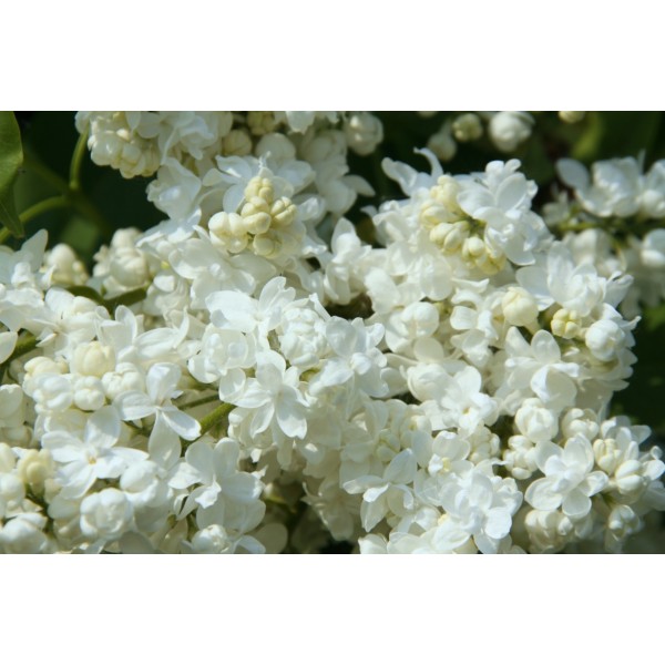 ''Sovetskaja Arktika'' Syringa vulgaris