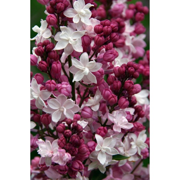 ''Sweetheart'' Syringa hyacinthiflora