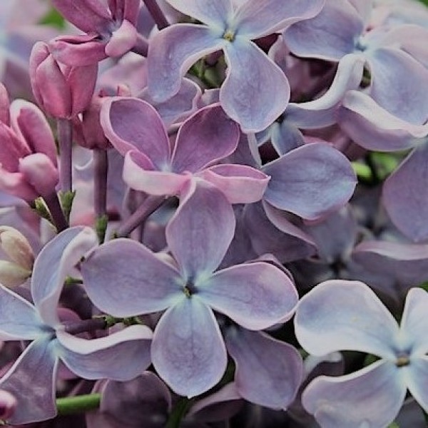 "Simple sky" syringa vulgaris 