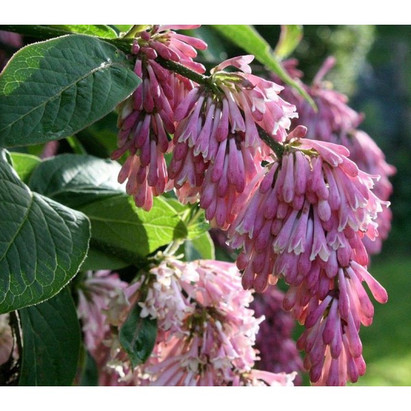 Syringa reflexa  - Liektais ceriņš