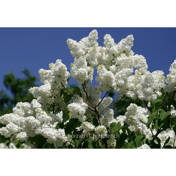 Syringa vulgaris 'Mont Blanc'