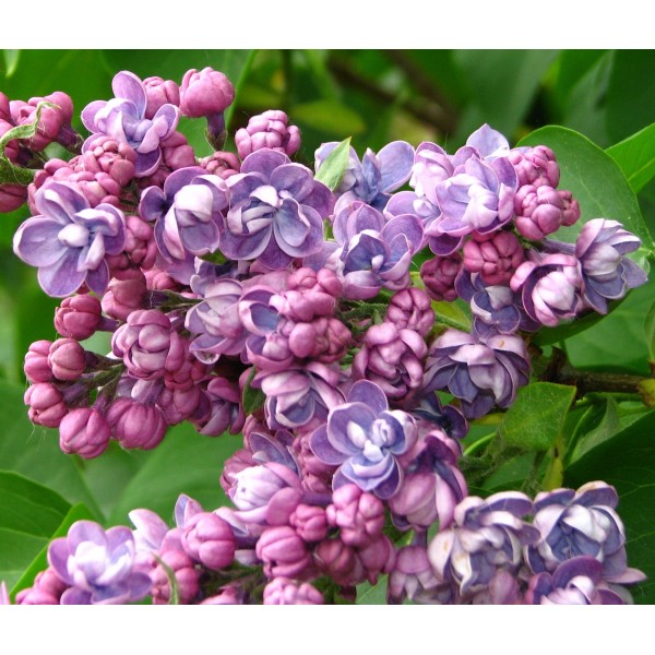 Syringa vulgaris 'Ami Schott'