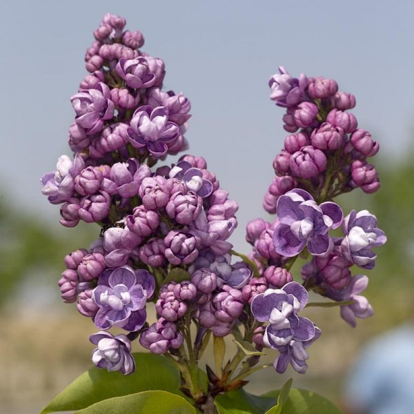 'Tribute to Vavilov' syringa vulgaris