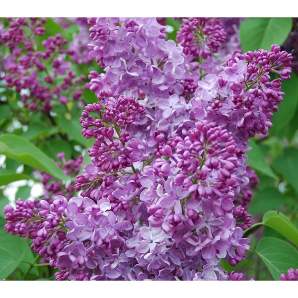 ''TTT'' Syringa vulgaris