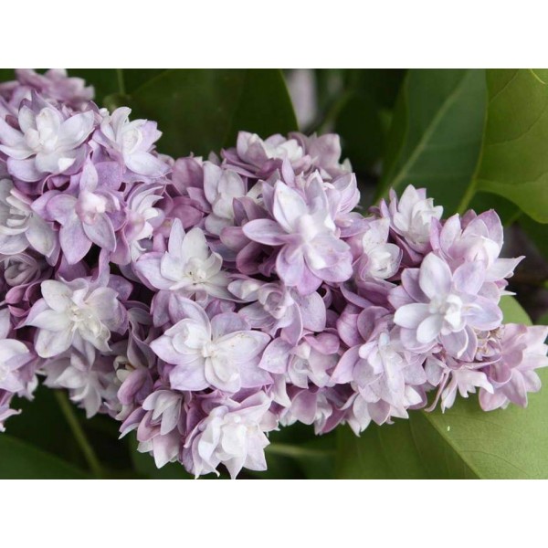 ''Taras Buļba'' Syringa vulgaris