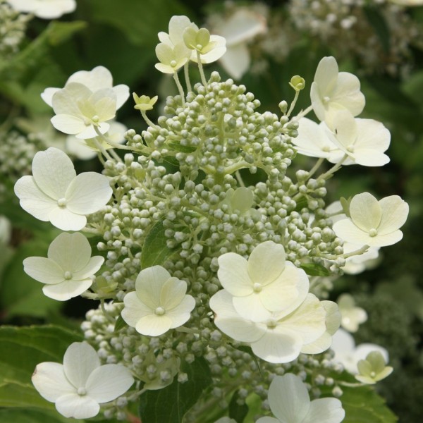 Hydrangea paniculata "Tardiva"