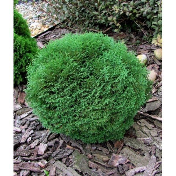 Thuja occidentalis 'Tiny Tim' Rietumu tūja Thuja occidentalis 'Tiny Tim' Rietumu tūja