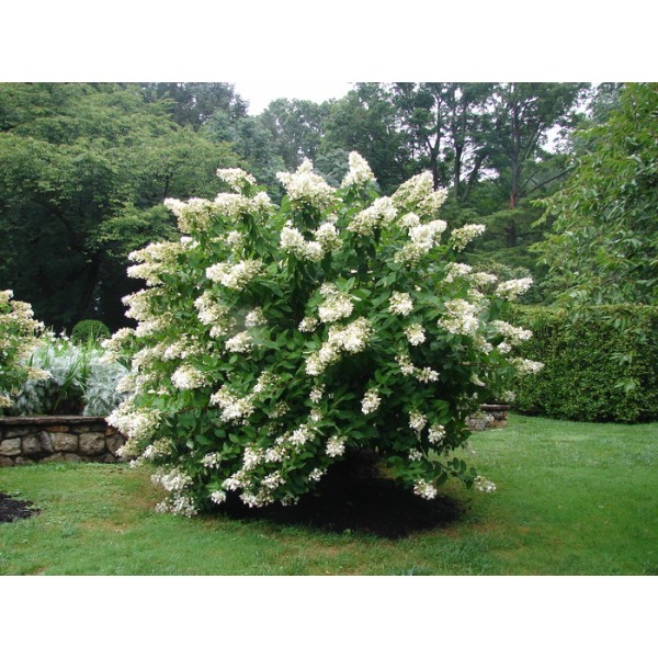 Hydrangea paniculata "Unique" Hydrangea paniculata "Unique"