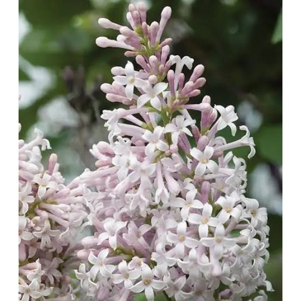Syringa Villosa Matainais ceriņš