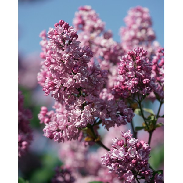 ''Vita'' Syringa vulgaris