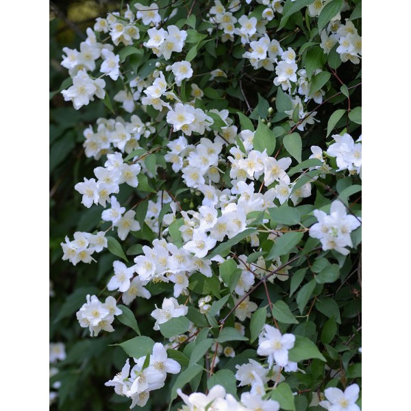 Philadelphys 'Watertone'