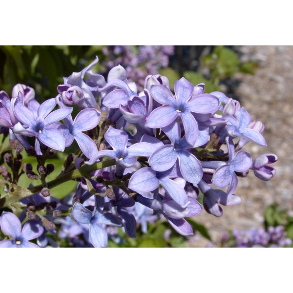 Syringa vulgaris "Wedgewood Blue"