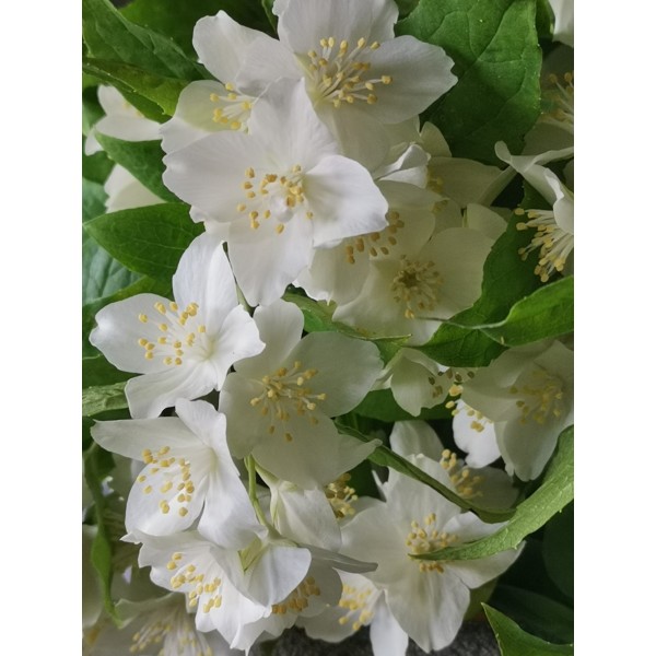 Philadelphus "Murdēnu Gaisma"