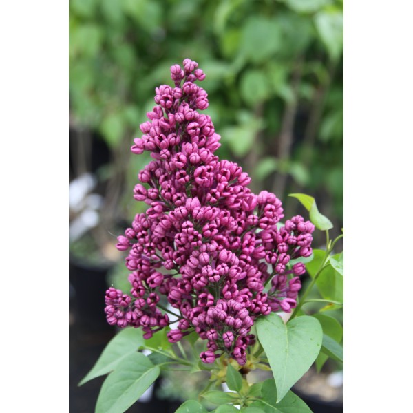 "Zarja Komunisma'' Syringa vulgaris
