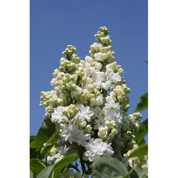 syringa vulgaris "Zashchitnikam Bresta"
