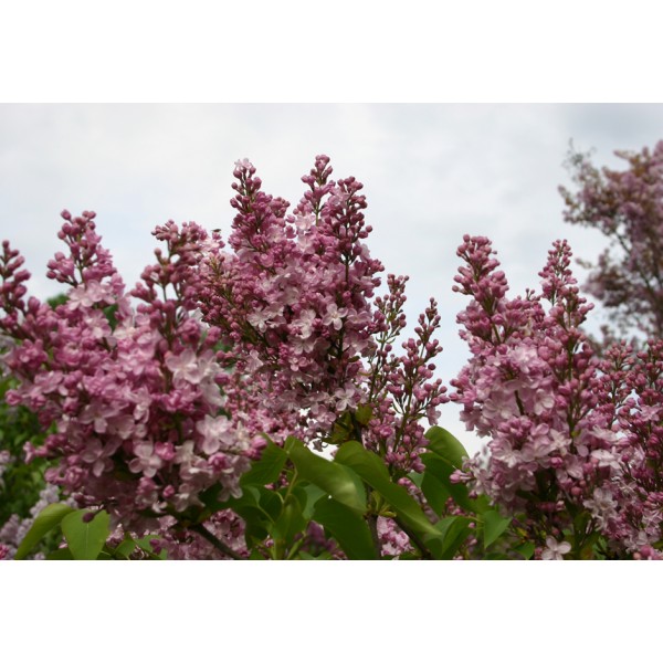 ''Zemchuzhina'' Syringa vulgaris