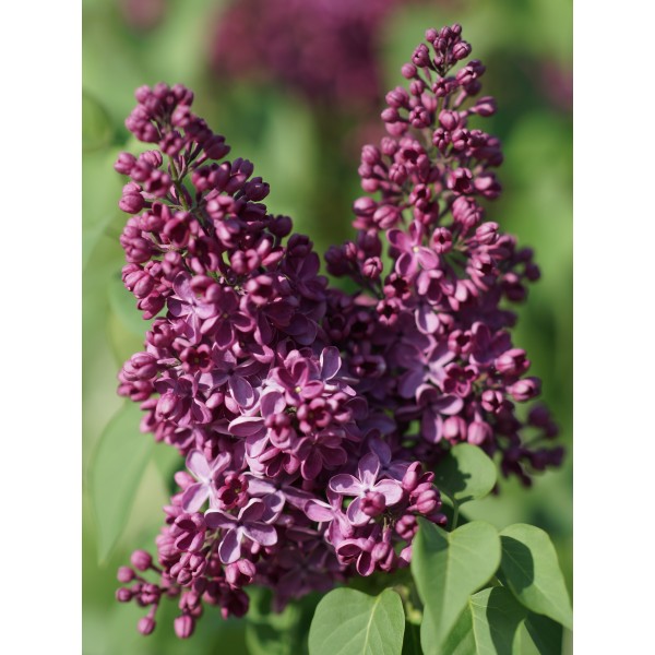 ''Znamja Ļeņina'' Syringa vulgaris