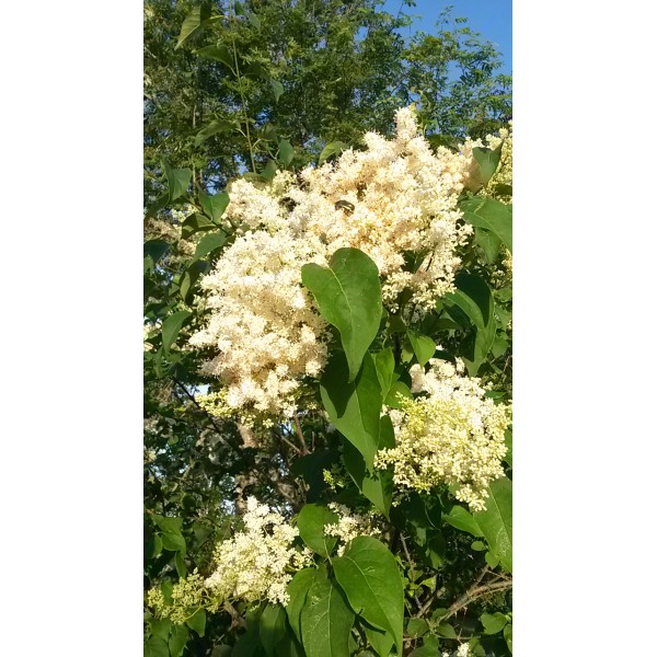 Syringa reticulata subsp.amurensis  "Amūras ceriņš" 