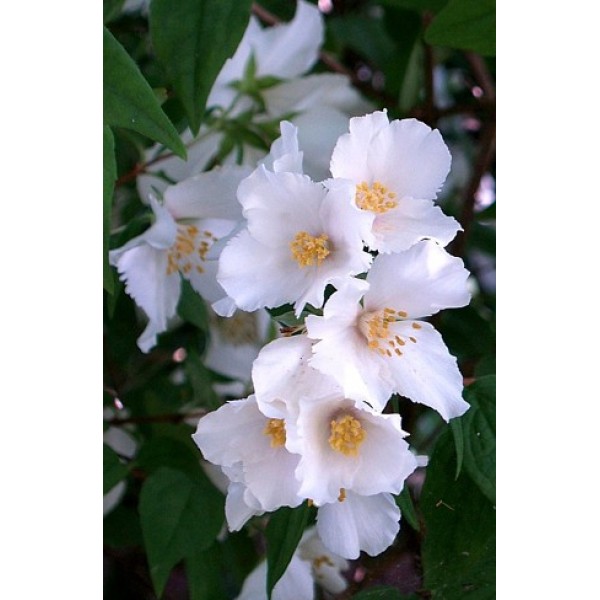 Philadelphus "Belle Etoile"
