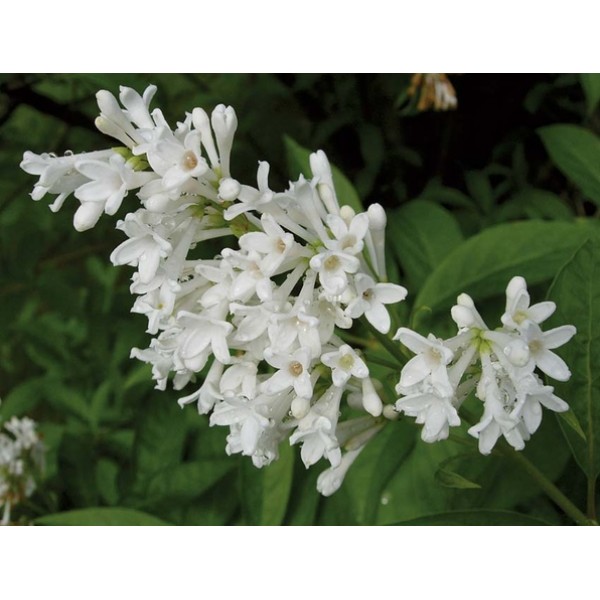 "Holger" Syringa josikae "Holger" Syringa josikae