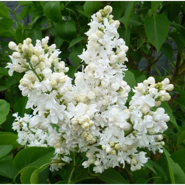 "Jeanne D'Arc" Syringa vulgaris