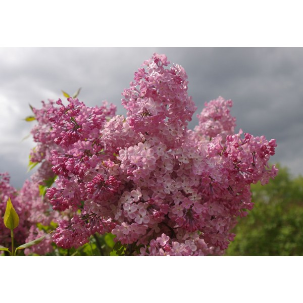 Syringa x hyacinthiflora "Maiden`s Blush"