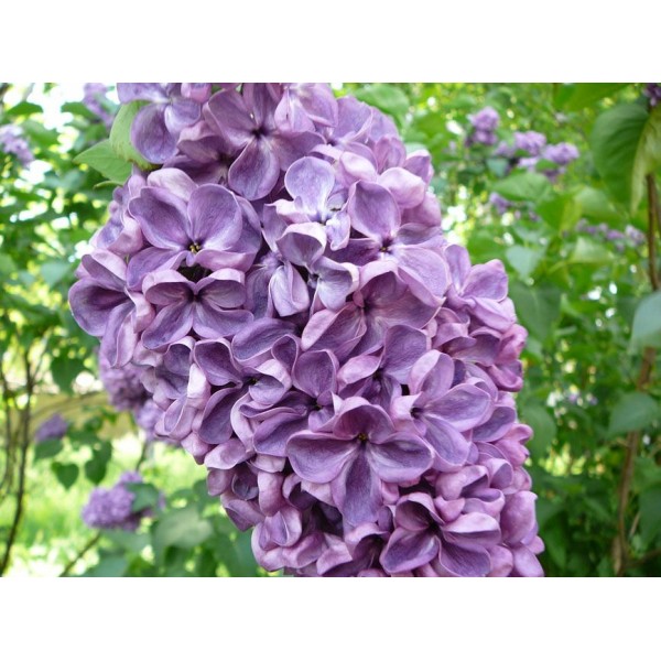 "Massena" Syringa vulgaris