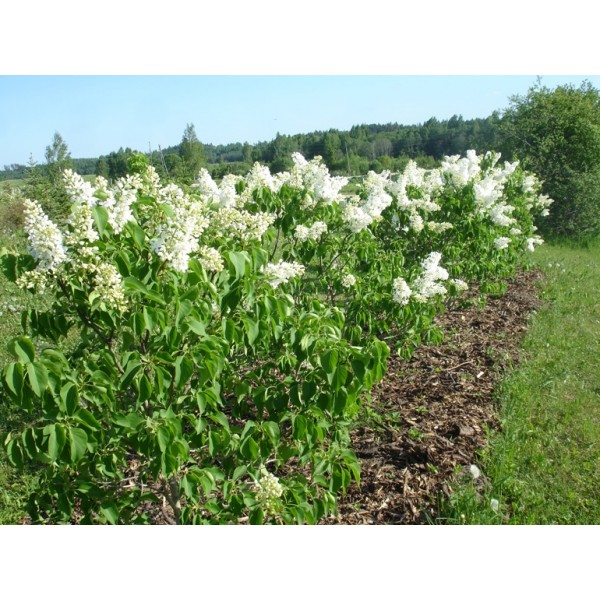 "Mazais Princis"  Syringa vulgaris