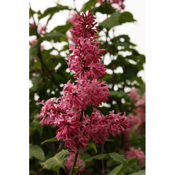 "Miss Canada" Syringa prestoniae