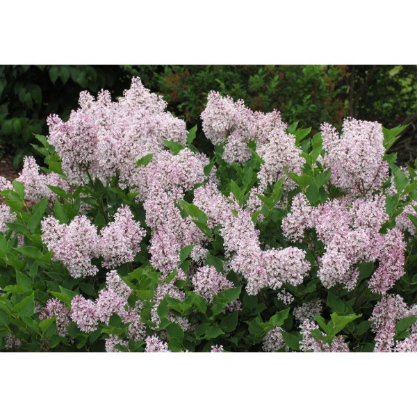 "Miss KIM'' Syringa patula