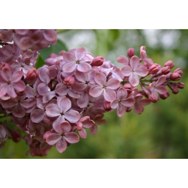 ''Mulatka" Syringa vulgaris ''Mulatka" Syringa vulgaris