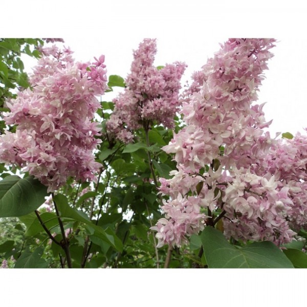 "Olympiada Kolesnikova" Syringa vulgaris