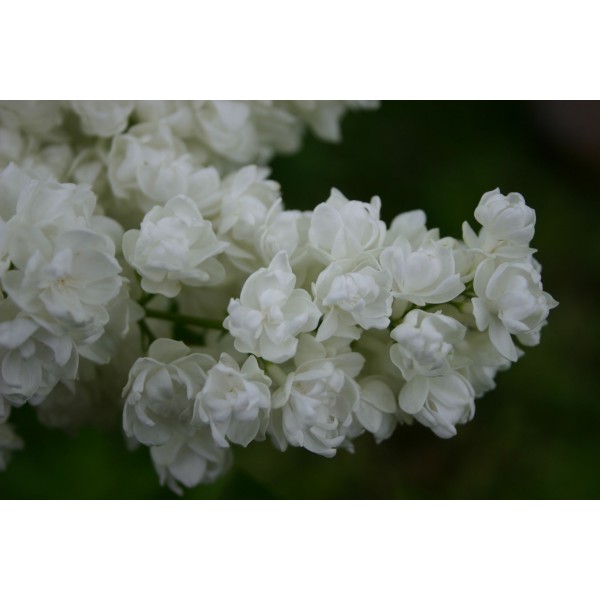 Syringa vulgaris ''Pamyat o Kolesnikove" (Tribute to Kolesnikov) 