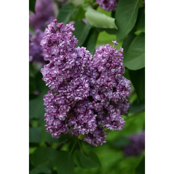 ''Pavlinka'' Syringa vulgaris