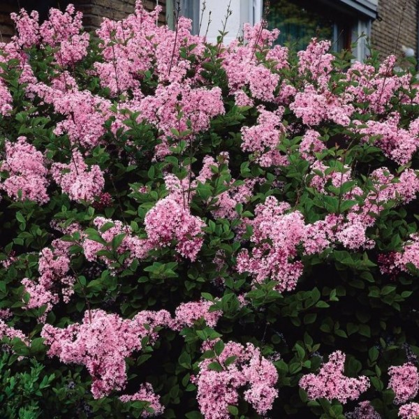 ''Pink Perfume'' Syringa bloomerang