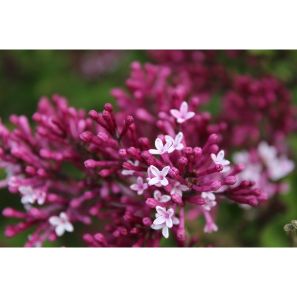 "Red Pixie" Syringa meyeri