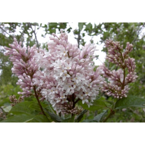 ''Rosea'' Syringa microphylla
